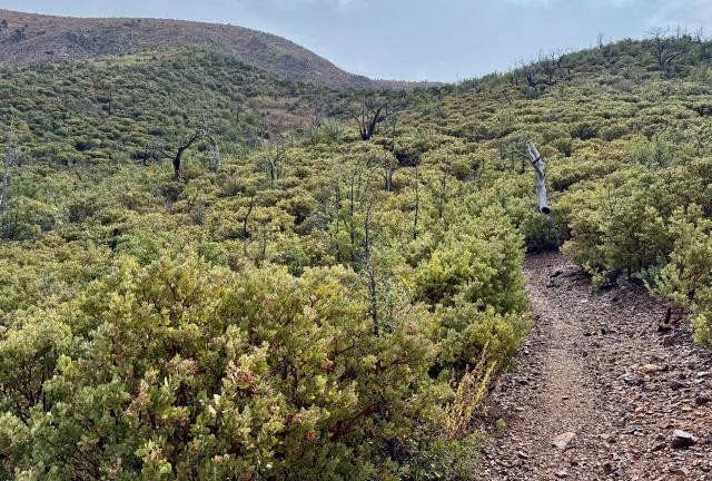 A dense stand of mazanita on a mountainside