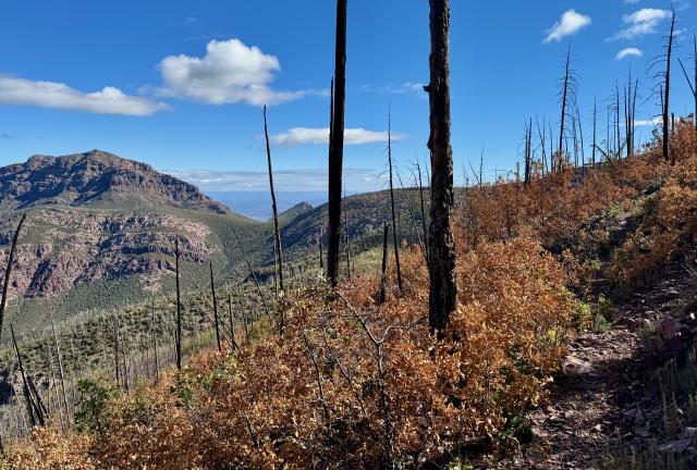 Burnt trees on a mountain ridge