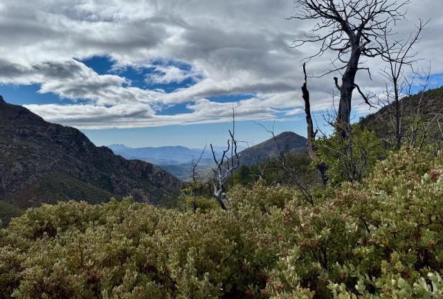 A dead tree in Mazatzal Wilderness