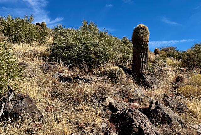 Barrel cacti 