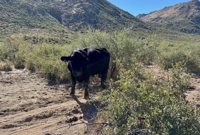 A cow stands in the desert