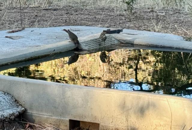 Two birds at a wildlife water trough at Little Pine Flat
