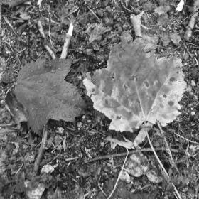 Red leaves