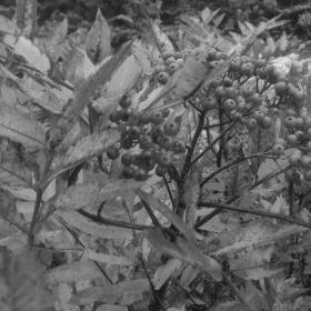 Chokeberry bushes on Bemis Mountain Second Peak