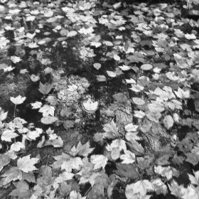Leaves floating on water