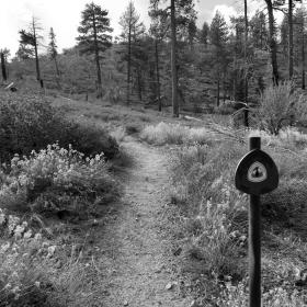 Pacific Crest Trail near Big Bear Lake and Bertha Ridge