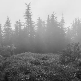 Ralph walking through a foggy meadow near the summit of Grizzly Peak