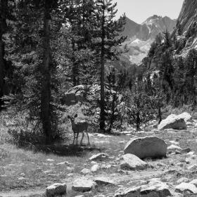 A mule deer looks up