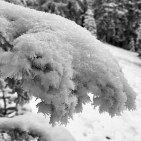 A tree branch bending under the weight of snow