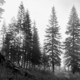 Trees silhouetted in sunlight and fog