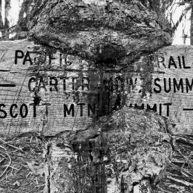 A tree is growing around a trail sign