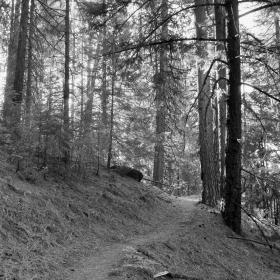 The PCT climbs through a forest