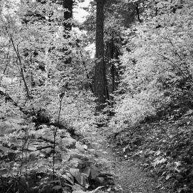 The PCT through trees with fall colors
