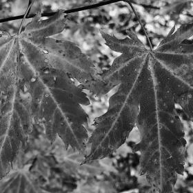 Scarlet maple leaves
