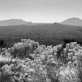 Golden rod and sage near Hat Creek Rim
