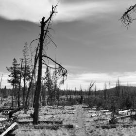 A burnt section of trail in Lassen Volcanic National Park
