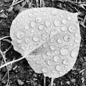 Water beaded on a leaf