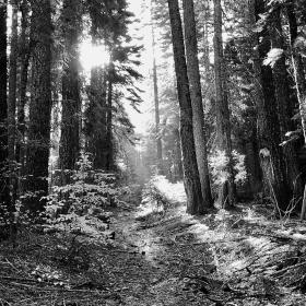 Sun filters through trees on the PCT