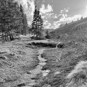A small stream that feeds Lagunitas Creek