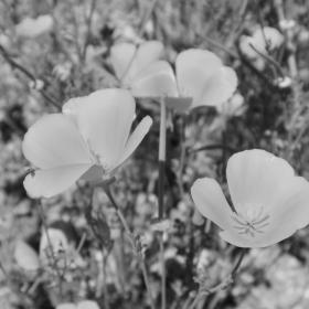 California poppies