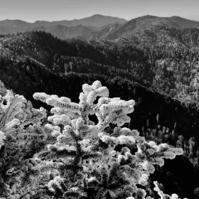 Frost on trees in Great Smoky Mountains National Park