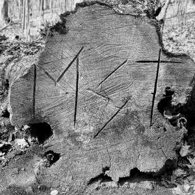 MST is carved into the cut of a tree