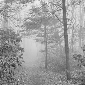 Fog settles over the trail