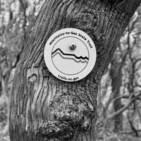 A Mountains-to-Sea Trail marker nailed to a tree