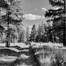The Arizona Trail near Tusayan