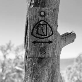 An Arizona Trail marker nailed to a tree