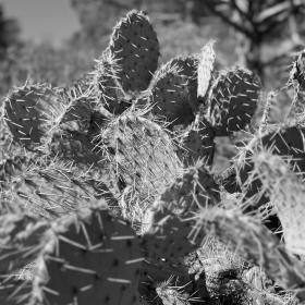 Prickly pear cactus