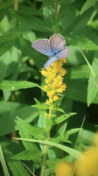 A eakirts blue butterfly on velvety goldenrod