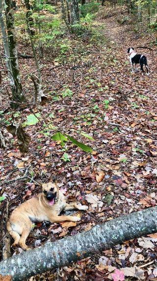 Roaming dogs