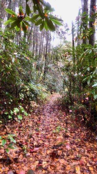 The trail makes a wet descent