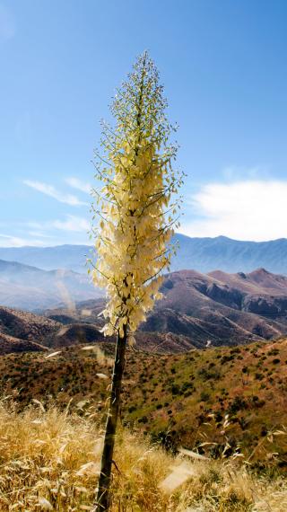 Flowering yucca