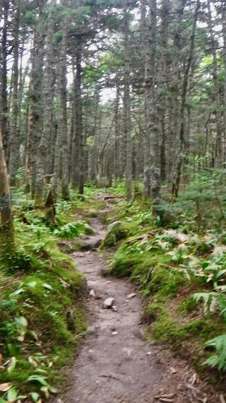 Mossy trail near top of Glastenbury Mountain