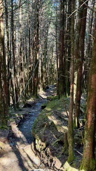 A narrow section of the trail