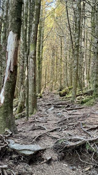 The trail is covered in roots