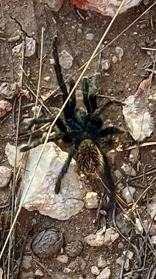 Grand Canyon black tarantula