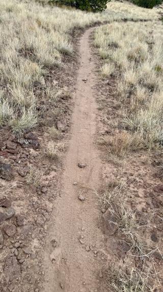 A trail with mountain bike tire tracks