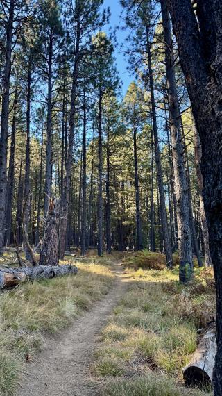 Tall ponderosa pines