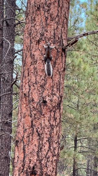 A squirrel clings to a tree
