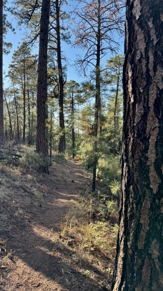 The Arizona Trail at 4 p.m.