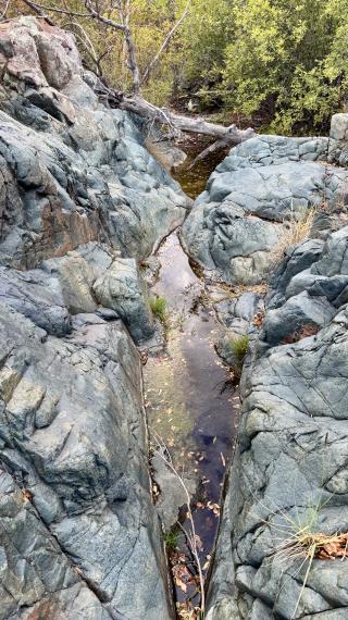 Water was pooled in a seam of a large boulder