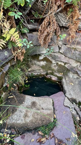 Bear Spring